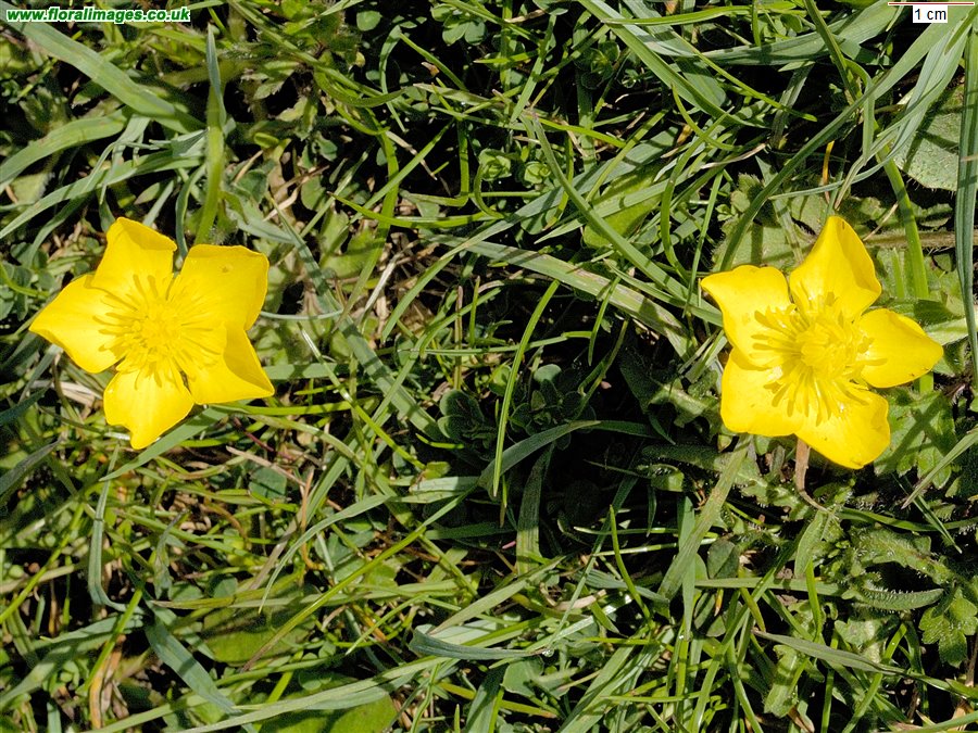 Ranunculus bulbosus