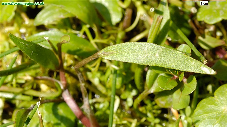 Ranunculus flammula
