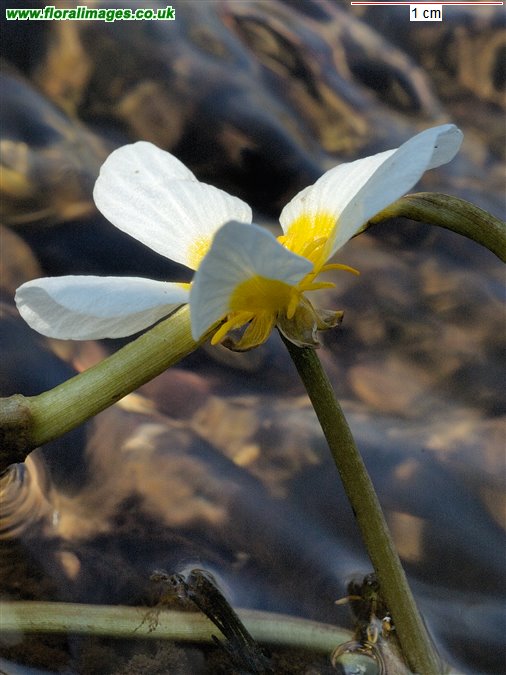 Ranunculus fluitans