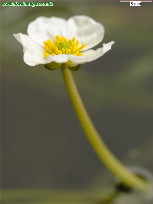 Ranunculus fluitans