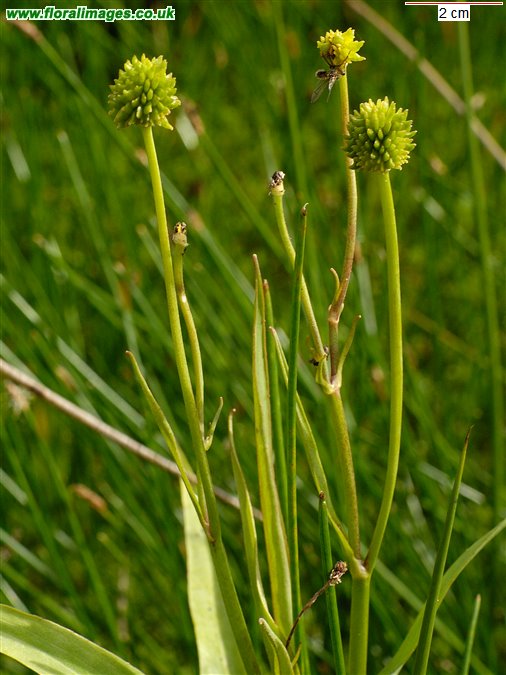 Ranunculus lingua