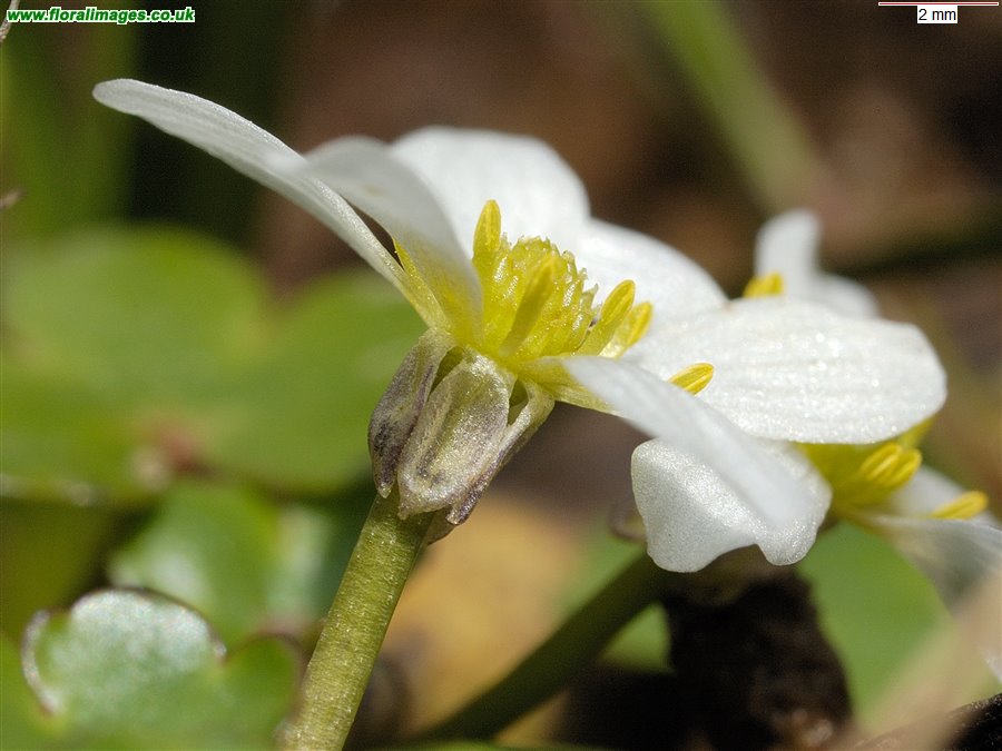 Ranunculus omiophyllus
