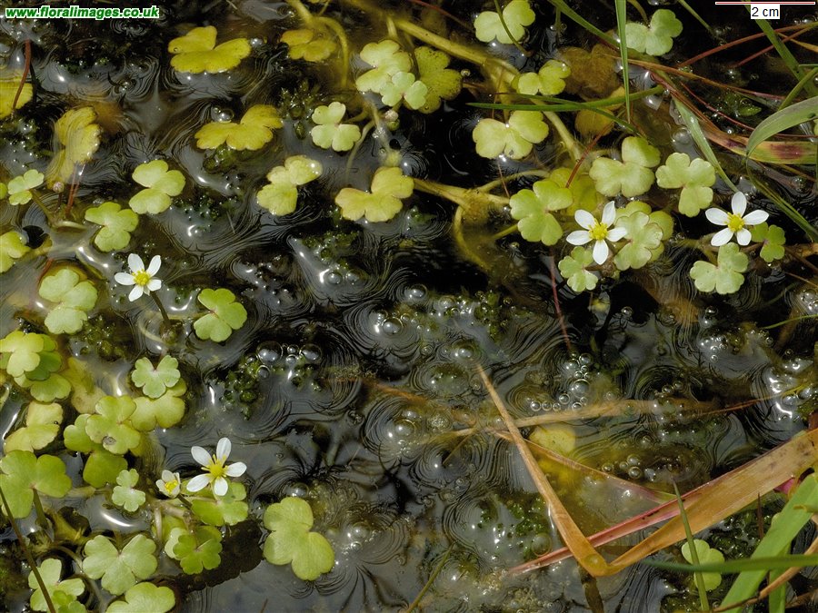 Ranunculus omiophyllus