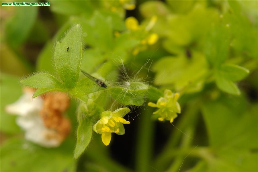 Ranunculus parviflorus