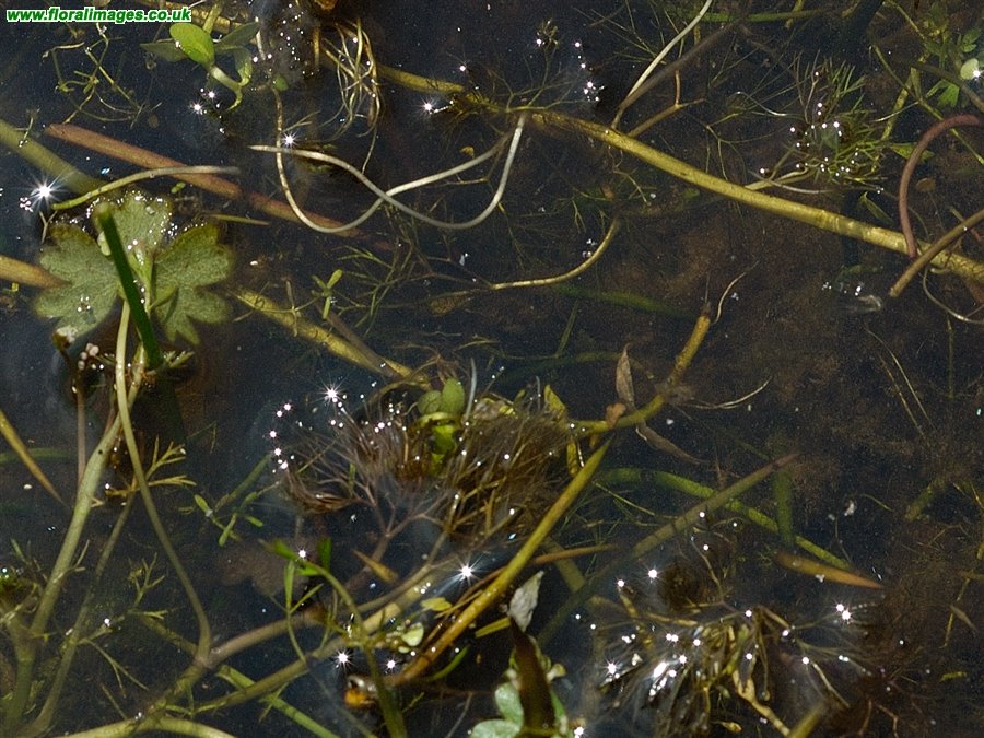 Ranunculus peltatus, picture 9 of 9
