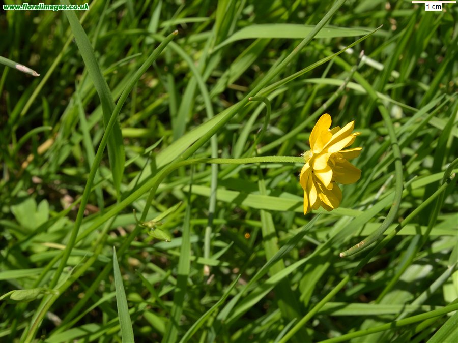 Ranunculus repens