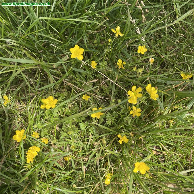 Ranunculus sardous