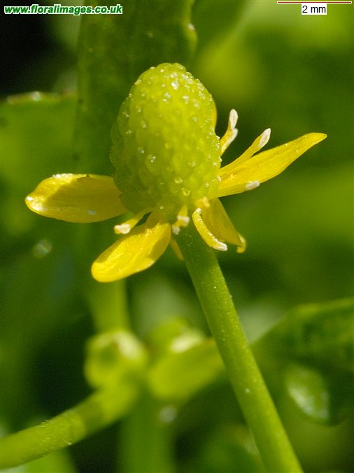 Ranunculus sceleratus