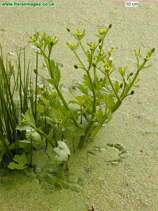 Ranunculus sceleratus