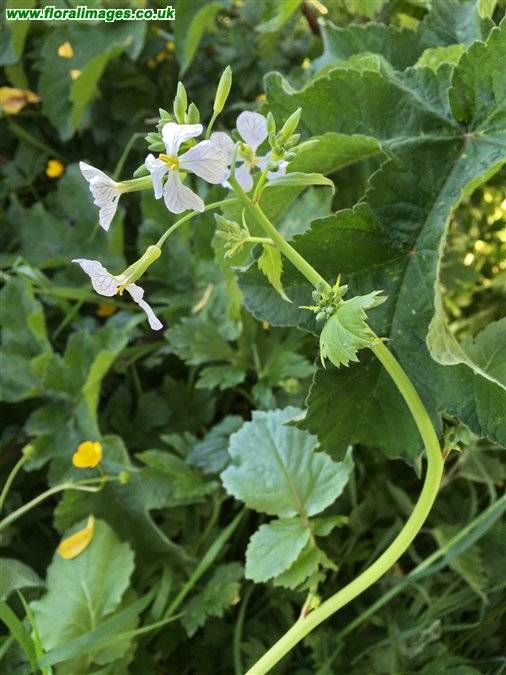 Raphanus raphanistrum