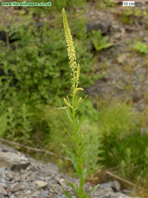 Reseda luteola