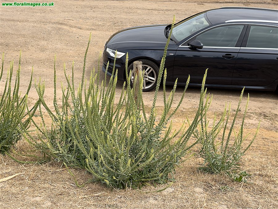 Reseda luteola