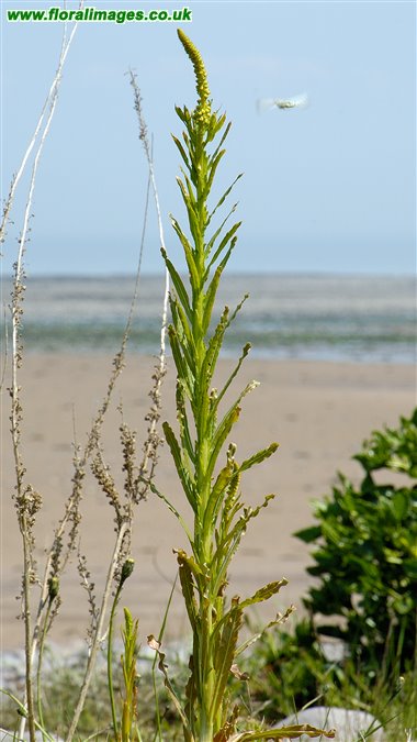 Reseda luteola
