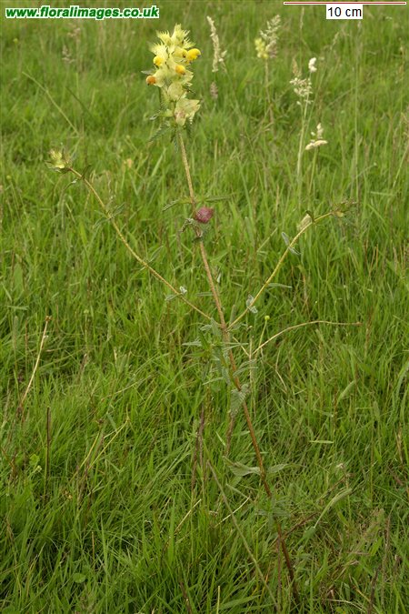 Rhinanthus angustifolius