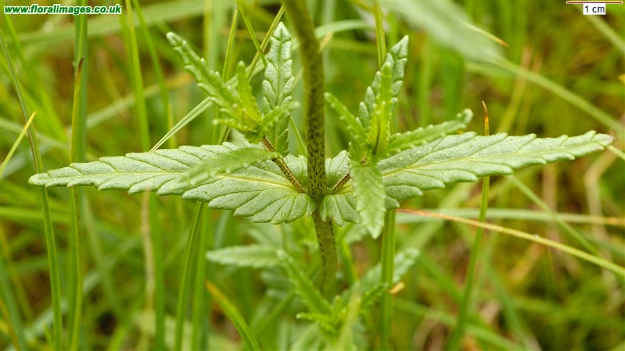 Rhinanthus minor