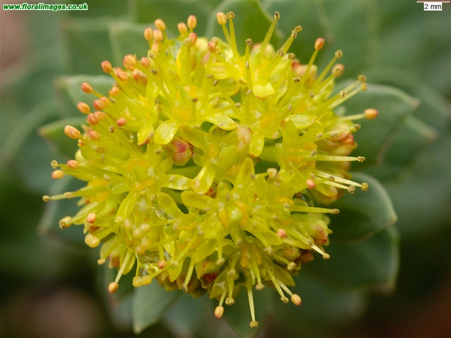 Rhodiola rosea