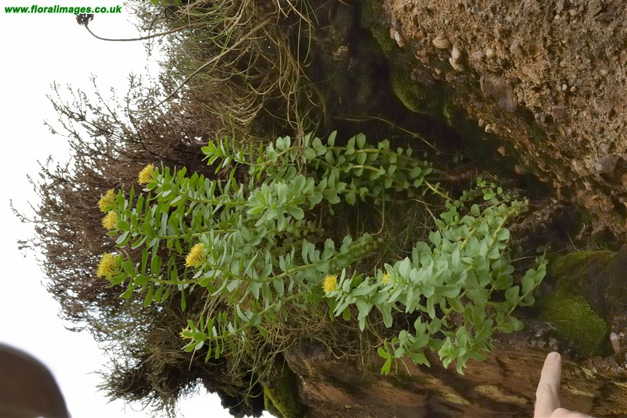 Rhodiola rosea