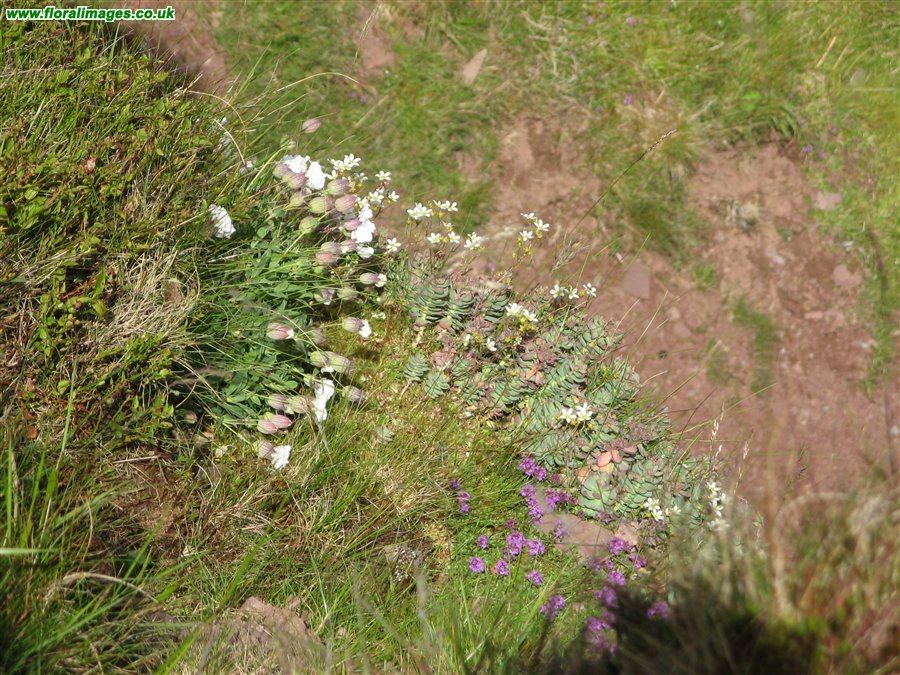 Rhodiola rosea