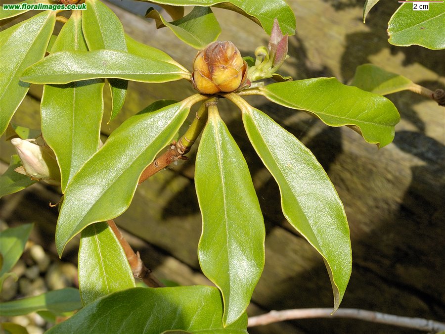 Rhododendron lindleyi
