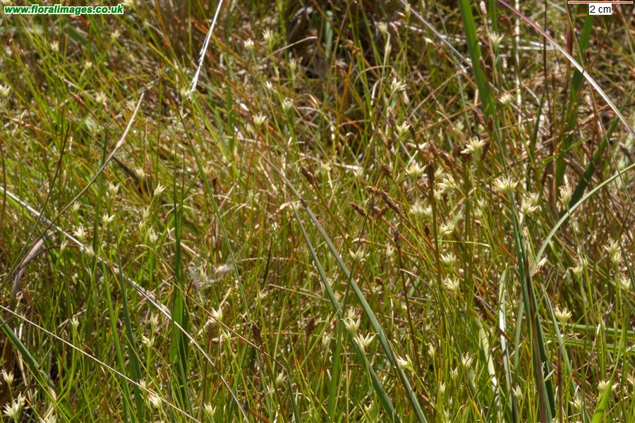 Rhynchospora alba