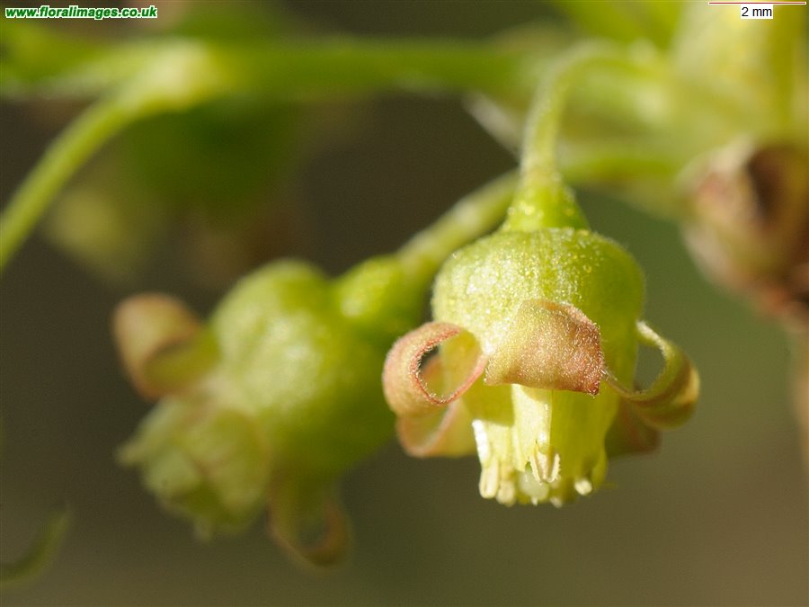 Ribes rubrum