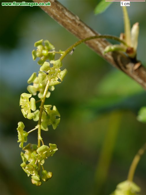 Ribes rubrum