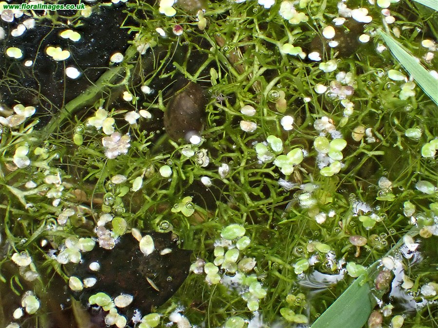 Riccia flutians
