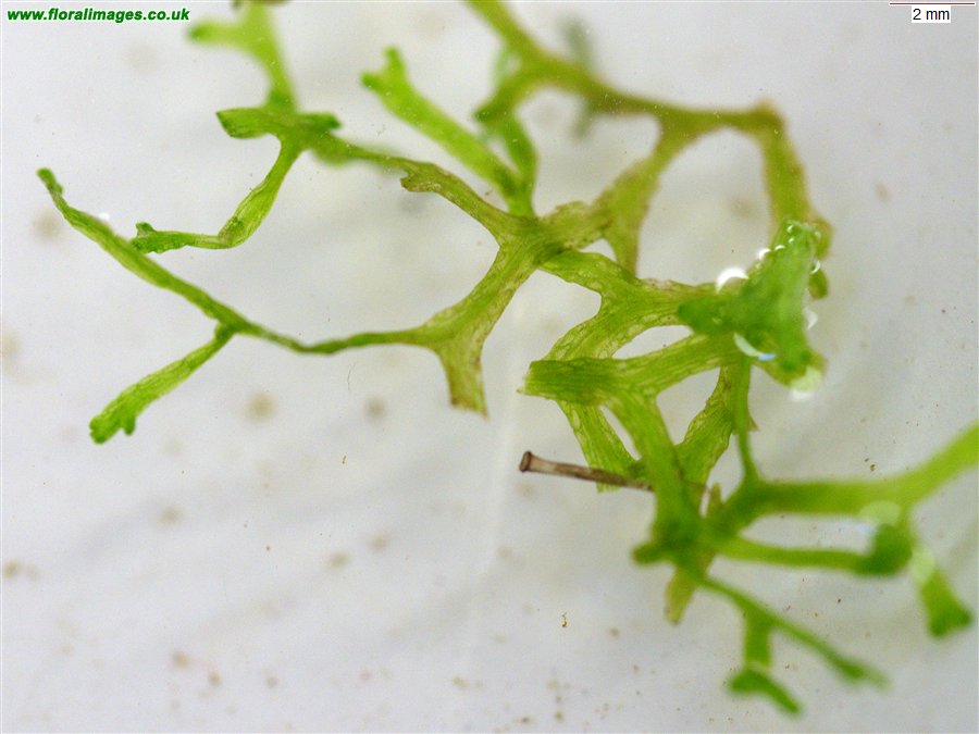 Riccia flutians