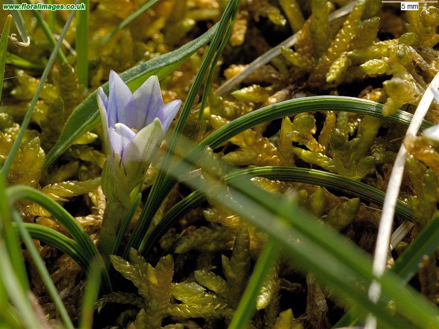 Romulea columnae