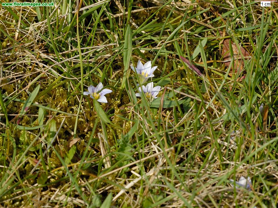 Romulea columnae