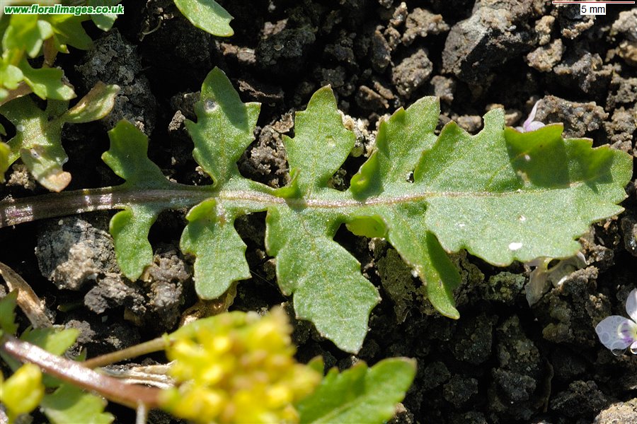 Rorippa palustris