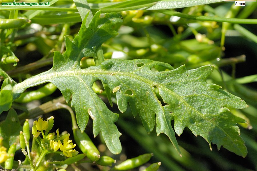 Rorippa palustris