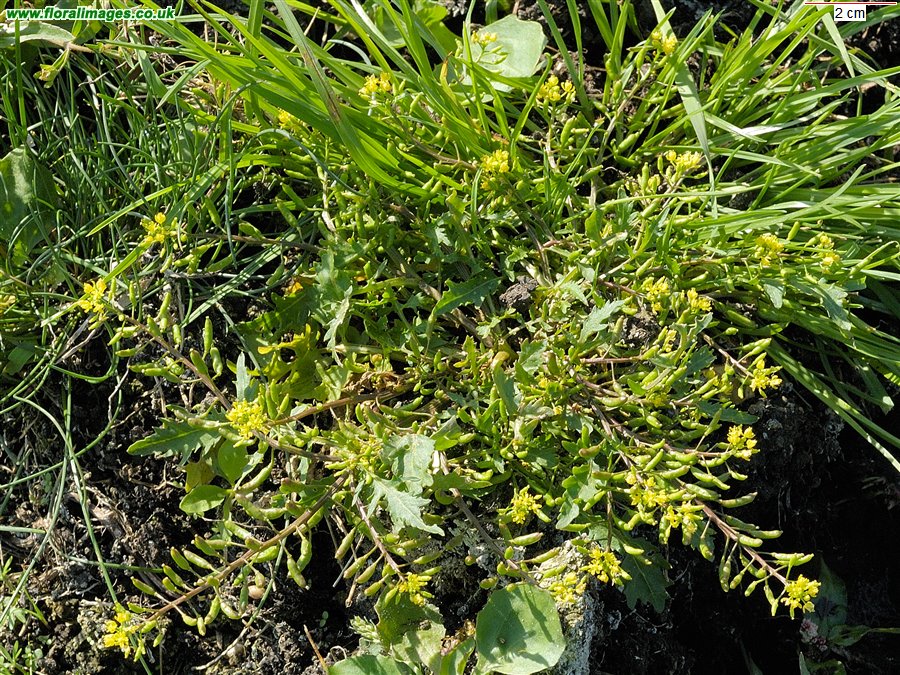 Rorippa palustris