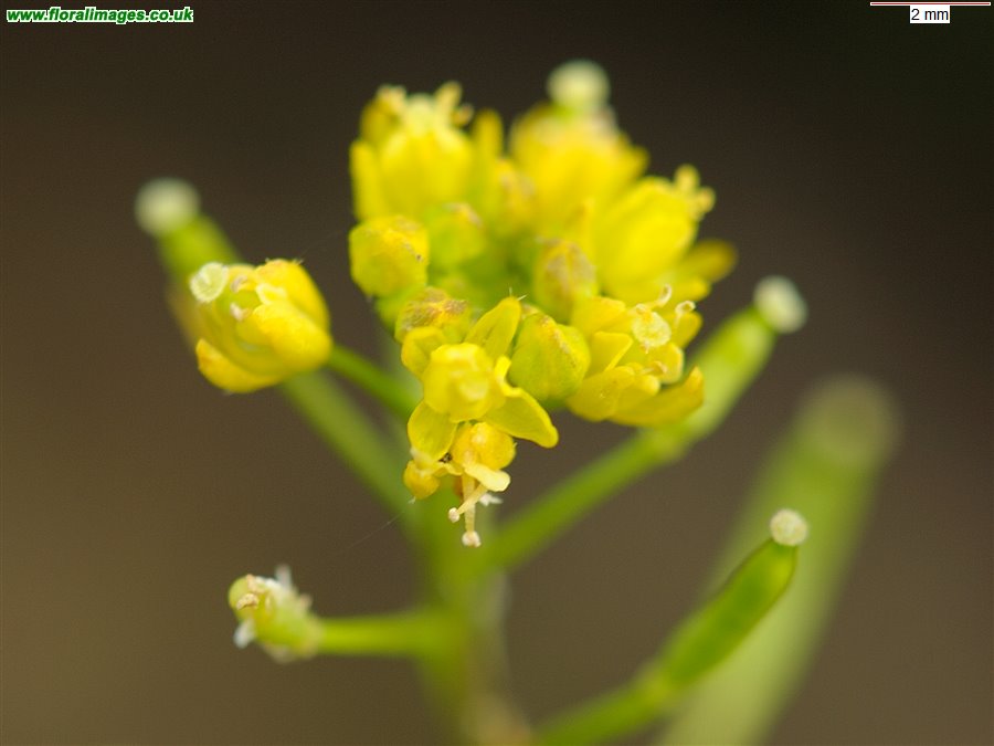 Rorippa palustris