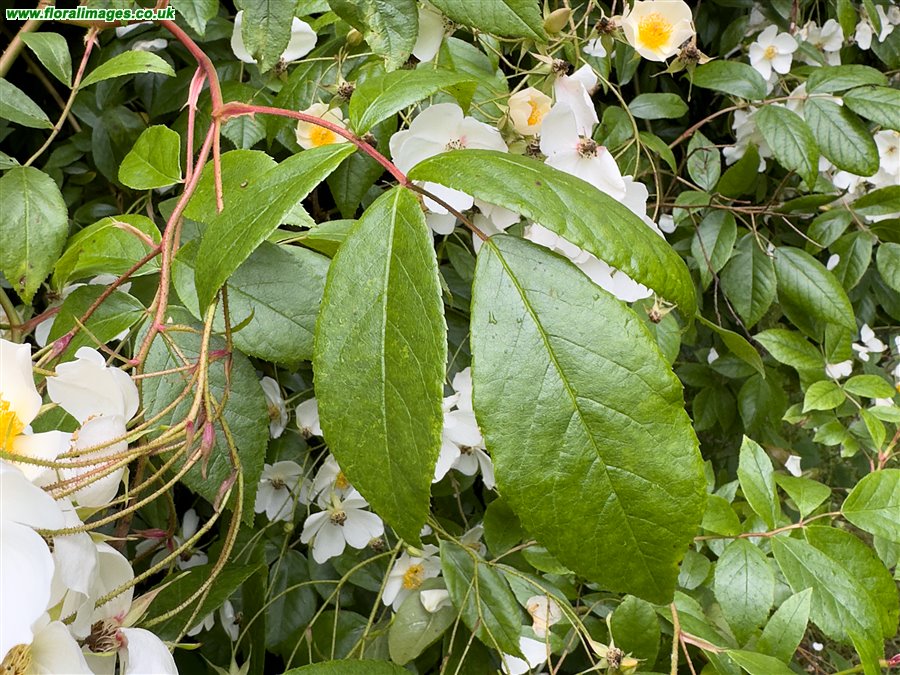 Rosa multiflora