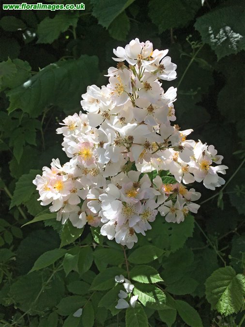 Rosa multiflora