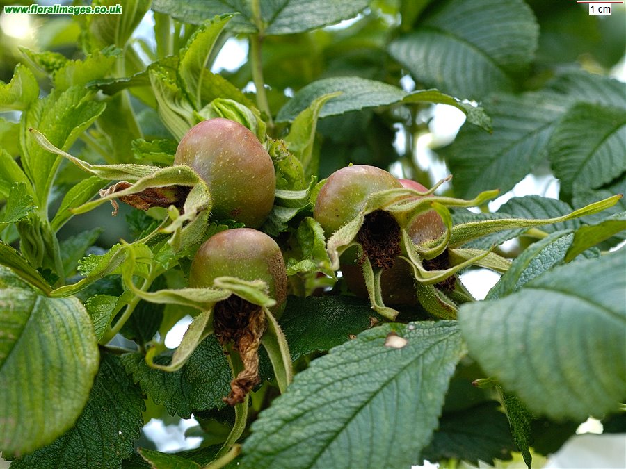 Rosa rugosa