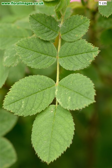 Rosa sherardii