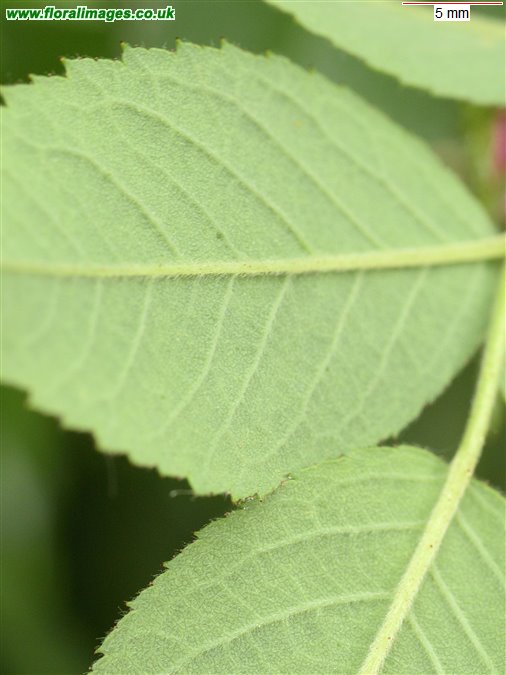 Rosa sherardii