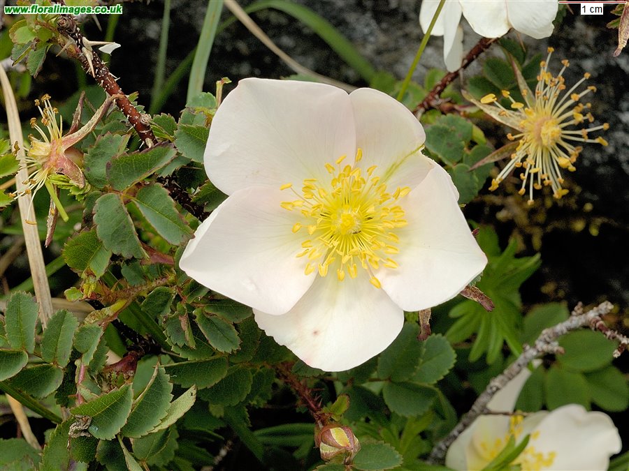 Rosa spinosissima