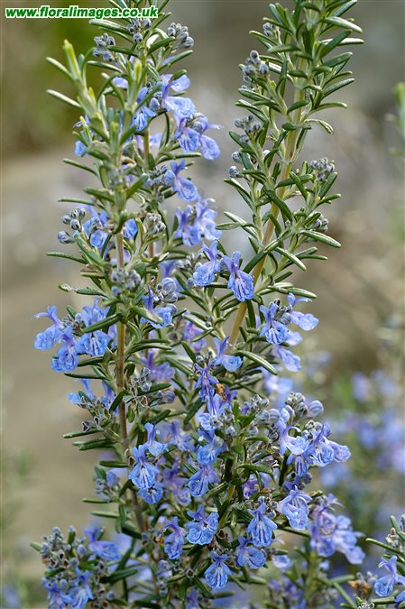 Rosmarinus officinalis