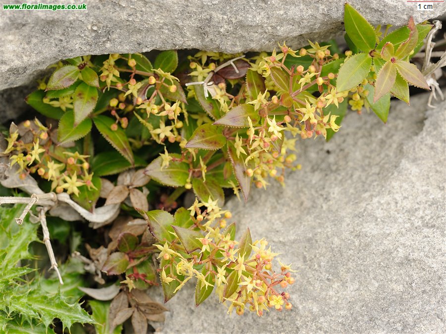 Rubia peregrina