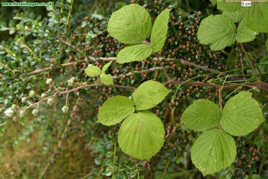 Rubus biloensis