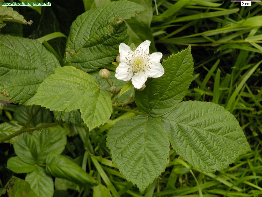 Rubus caesius