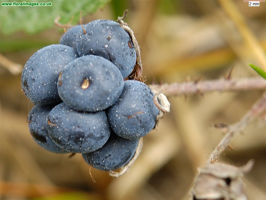 Rubus caesius
