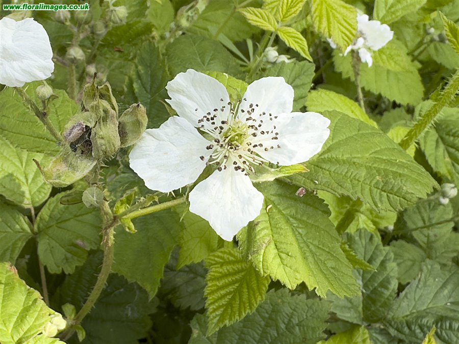 Rubus caesius