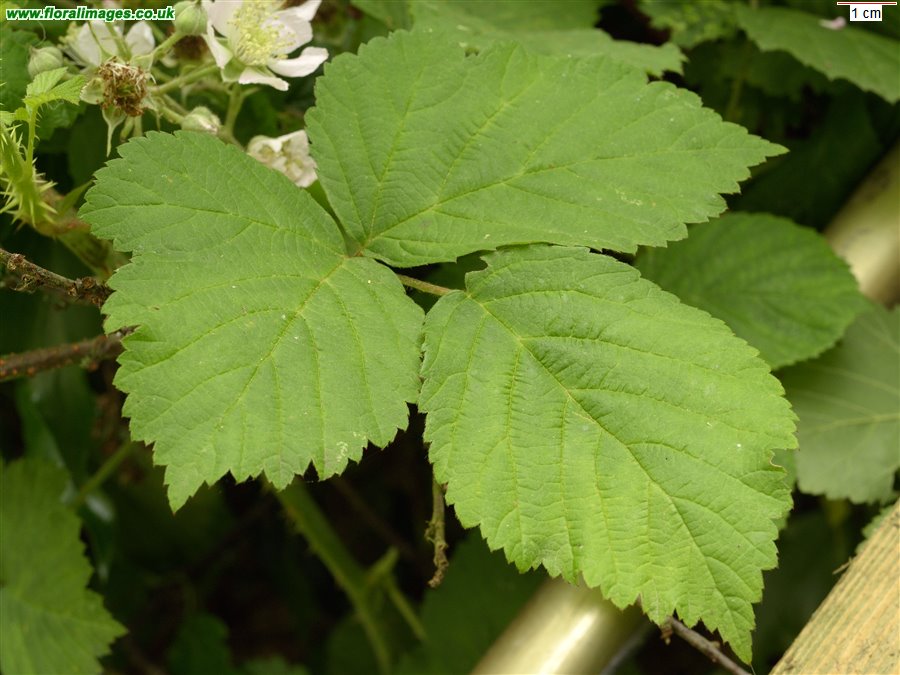 Rubus iscanus