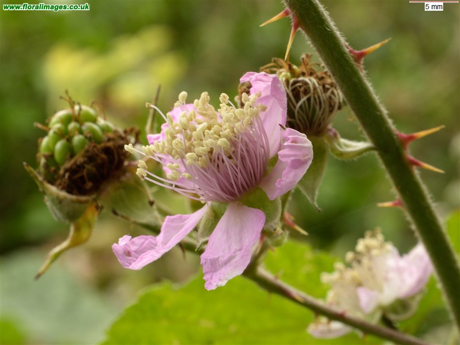 Rubus iscanus