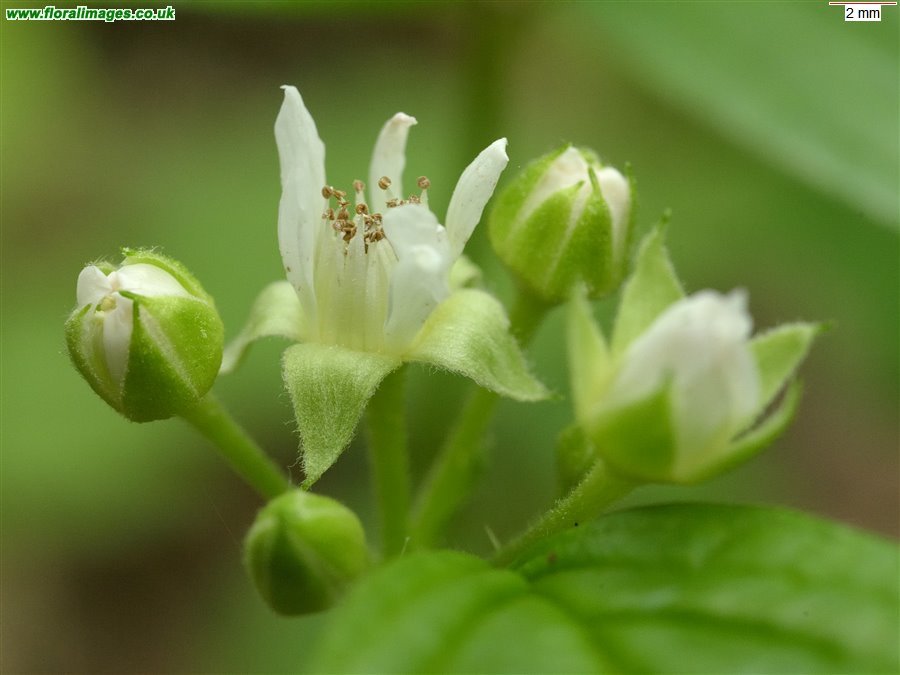 Rubus saxatilis