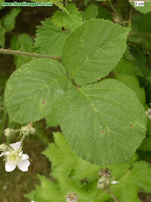 Rubus troiensis